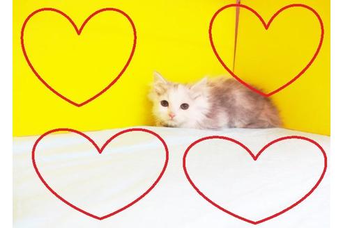 成約済の東京都のラガマフィン-5770の2枚目