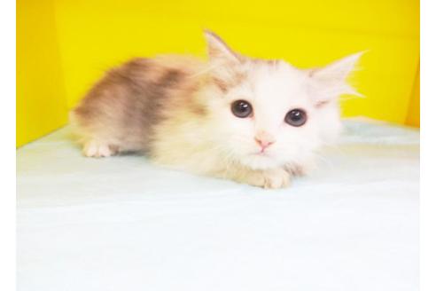 成約済の東京都のラガマフィン-5770の1枚目