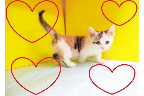 成約済の東京都のマンチカン-5801の2枚目