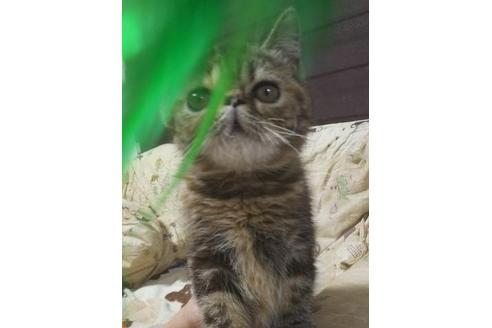 成約済の愛知県のエキゾチックショートヘア-5806の6枚目