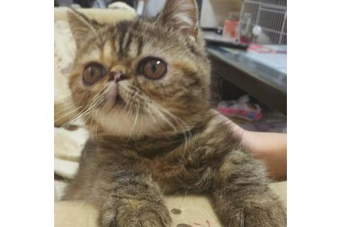 成約済の愛知県のエキゾチックショートヘア-5806の5枚目