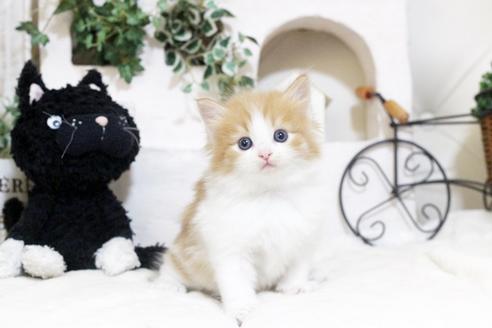 成約済の佐賀県のノルウェージャンフォレストキャット-5864の5枚目