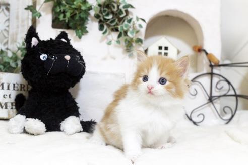 成約済の佐賀県のノルウェージャンフォレストキャット-5864の4枚目