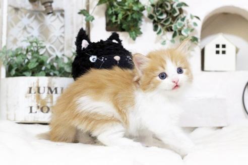 成約済の佐賀県のノルウェージャンフォレストキャット-5864の3枚目