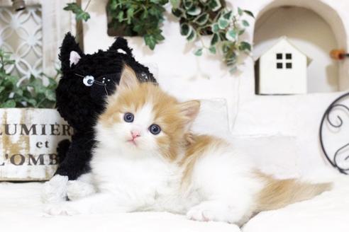 成約済の佐賀県のノルウェージャンフォレストキャット-5864の1枚目