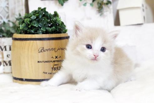 成約済の佐賀県のノルウェージャンフォレストキャット-5867の5枚目