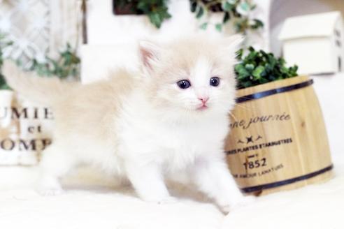 成約済の佐賀県のノルウェージャンフォレストキャット-5867の4枚目