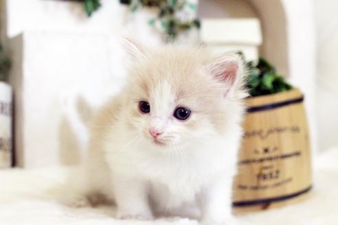 成約済の佐賀県のノルウェージャンフォレストキャット-5867の3枚目