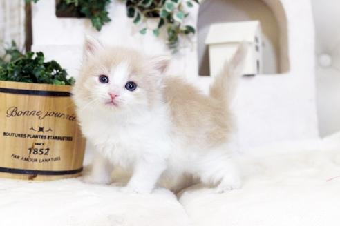 成約済の佐賀県のノルウェージャンフォレストキャット-5867の1枚目