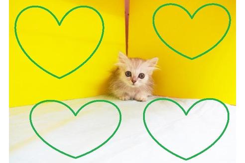 成約済の東京都のミヌエット-5894の2枚目