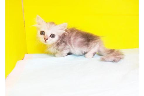 成約済の東京都のミヌエット-5894の1枚目