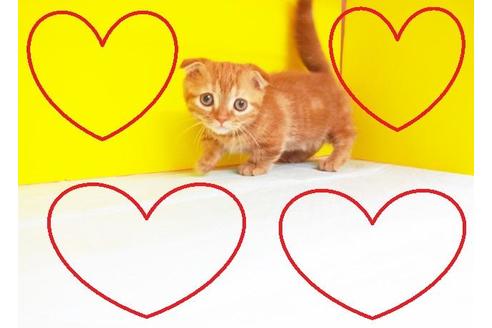 成約済の東京都のマンチカン-5895の2枚目