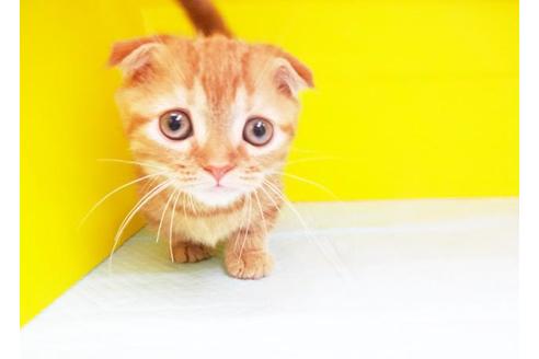 成約済の東京都のマンチカン-5895の1枚目