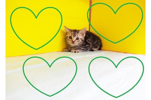 成約済の東京都のアメリカンショートヘア-5898の2枚目