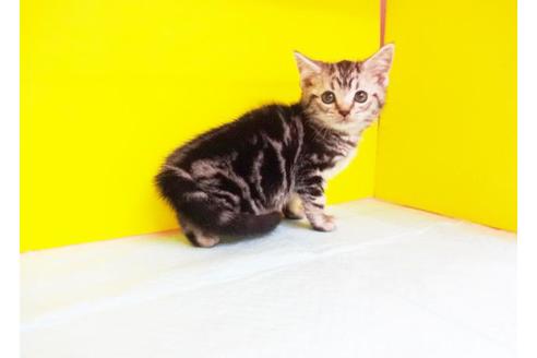 成約済の東京都のアメリカンショートヘア-5898の1枚目