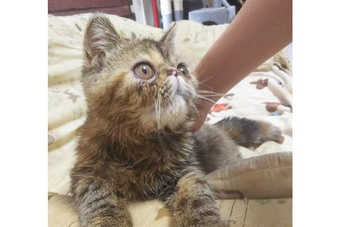 成約済の愛知県のエキゾチックショートヘア-5806の2枚目