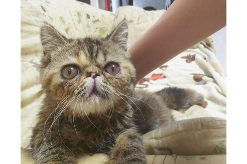 成約済の愛知県のエキゾチックショートヘア-5806の1枚目