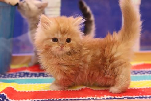 成約済の大阪府のマンチカン-5952の4枚目