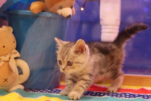 成約済の大阪府のマンチカン-5953の2枚目