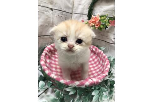 成約済の埼玉県のスコティッシュフォールド-5959の1枚目