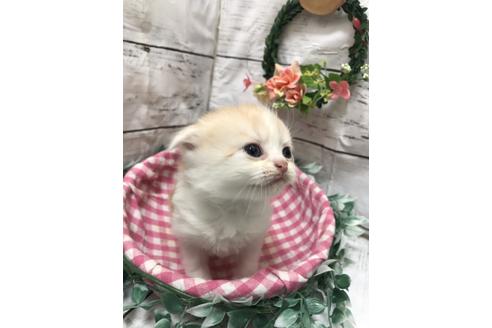 成約済の埼玉県のスコティッシュフォールド-5959の2枚目