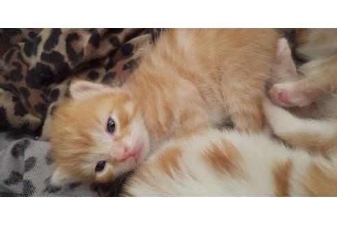 成約済の岐阜県のマンチカン-5968の2枚目