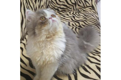 成約済の愛知県のペルシャ-5735の1枚目