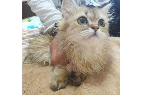 成約済の愛知県のペルシャ-5971の6枚目