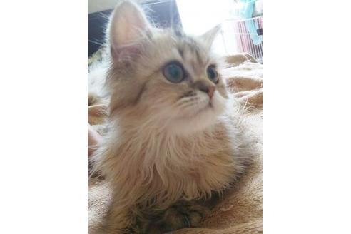 成約済の愛知県のペルシャ-5971の5枚目