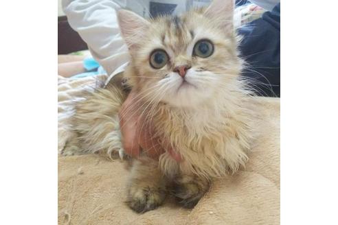 成約済の愛知県のペルシャ-5971の4枚目