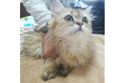 成約済の愛知県のペルシャ-5971の3枚目