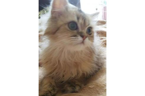 成約済の愛知県のペルシャ-5971の2枚目