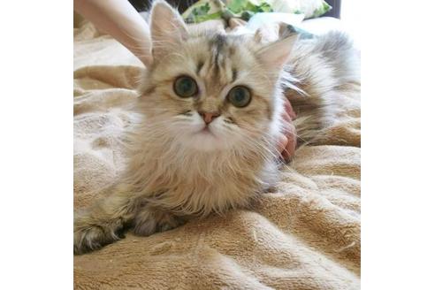 成約済の愛知県のペルシャ-5971の1枚目