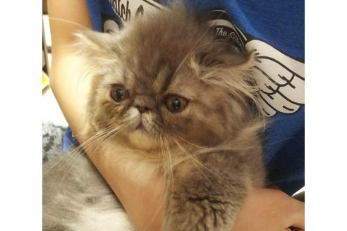 成約済の愛知県のエキゾチックショートヘア-5889の6枚目