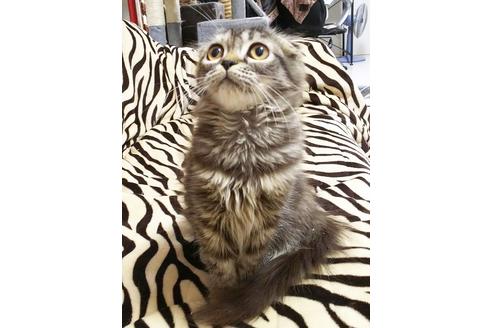 成約済の愛知県のスコティッシュフォールド-5736の6枚目