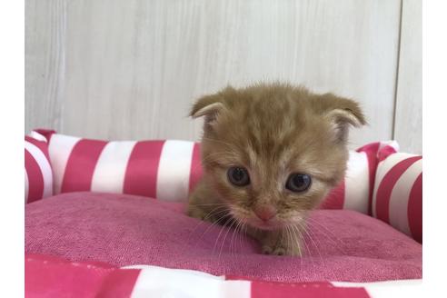 成約済の愛知県のスコティッシュフォールド-5997の2枚目