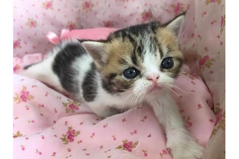 成約済の茨城県のエキゾチックショートヘア-6016の2枚目