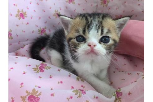 成約済の茨城県のエキゾチックショートヘア-6016の1枚目
