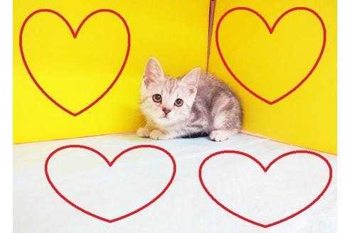 成約済の東京都のアメリカンショートヘア-5393の4枚目