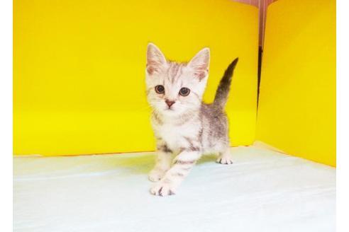 成約済の東京都のアメリカンショートヘア-5393の3枚目