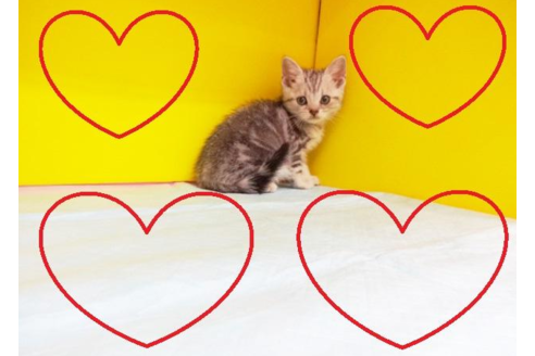 成約済の東京都のアメリカンショートヘア-5393の2枚目