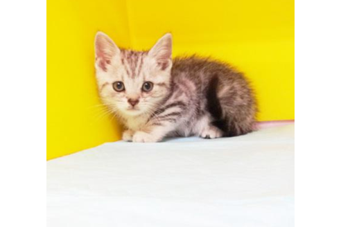 成約済の東京都のアメリカンショートヘア-5393の1枚目