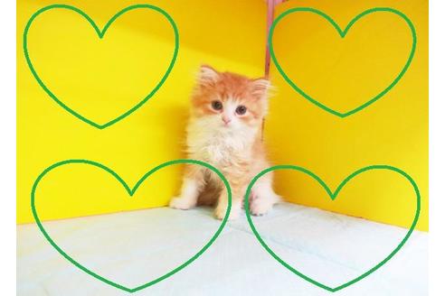 成約済の東京都のスコティッシュフォールド-6020の2枚目