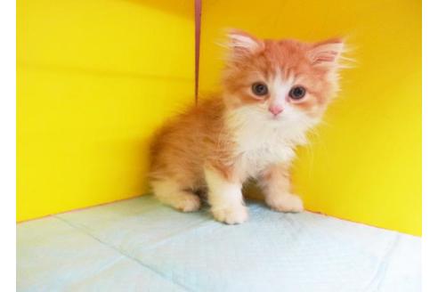 成約済の東京都のスコティッシュフォールド-6020の1枚目