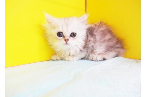 成約済の東京都のペルシャ-6021の1枚目