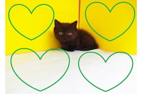 成約済の東京都のマンチカン-6022の2枚目