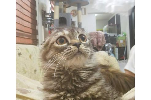 成約済の愛知県のスコティッシュフォールド-5736の1枚目
