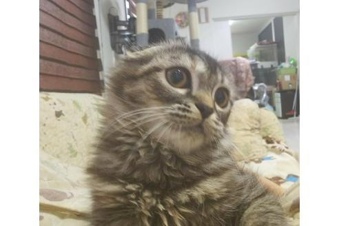 成約済の愛知県のスコティッシュフォールド-5736の5枚目