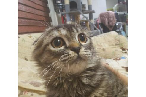 成約済の愛知県のスコティッシュフォールド-5736の4枚目