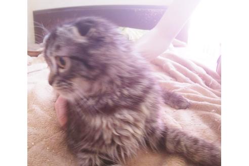 成約済の愛知県のスコティッシュフォールド-5736の3枚目